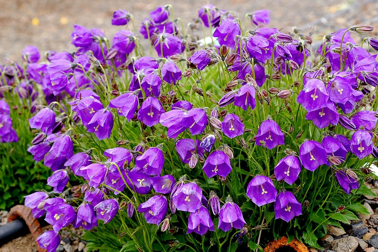 Campanula x pulloides 'Jelly Bells', Bellflower 'Jelly Bells', 'Jelly Bells' Bellflower, Campanula 'Jelly Bells' , Purple flowers, Blue flowers